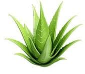 Fresh green Aloe Vera leaves